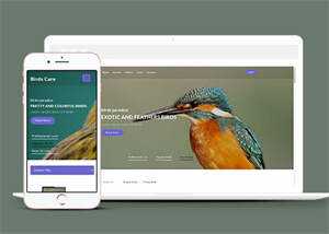 专业鸟类百科HTML网站模板 - 淘金派资源网